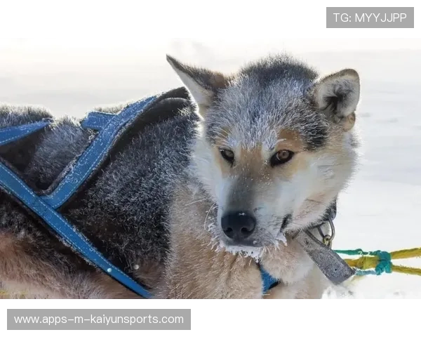 雪橇锦标：俄罗斯队稳步上升，冲击金牌！，俄罗斯雪橇犬